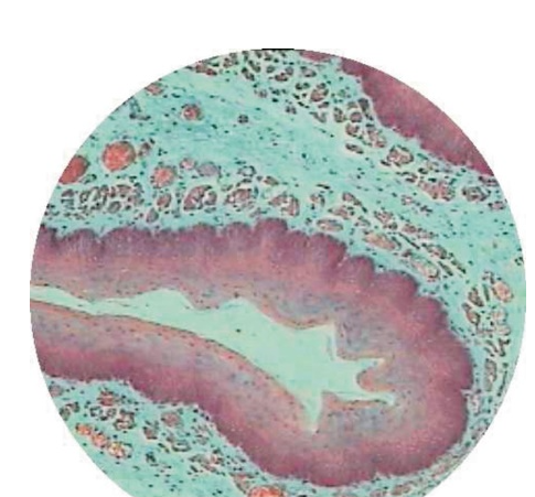 Duodenum T.S. Brunners Glands